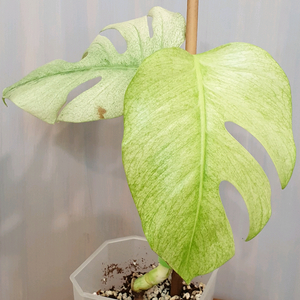 오구오구~몬스테라 풀민트 바리에가타#탑2장#잎16cm