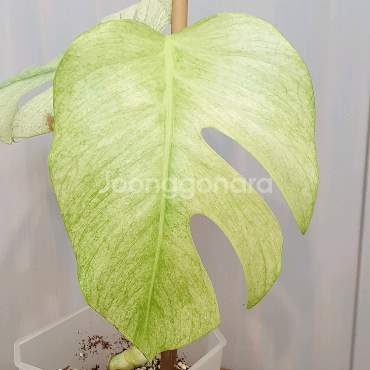 오구오구~몬스테라 풀민트 바리에가타#탑2장#잎16cm--6