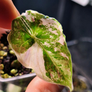 알로카시아 아즈라니 화이트 바리에가타