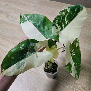 알로카시아 마크로리자 바리에가타