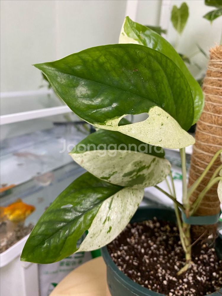 에피프레넘 피나텀 마블 바리에가타--2