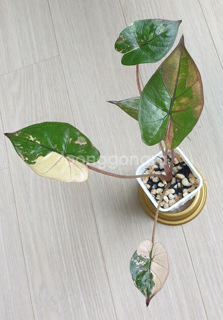 알로카시아 플럼배 바리에가타--1