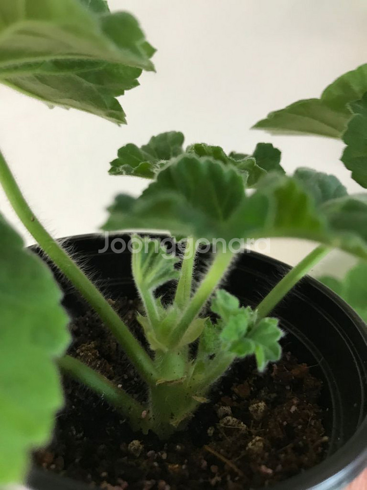 UV25.20 러시아 제라늄--3