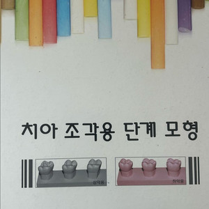 치아 조각용 단계 모형 (치기공)