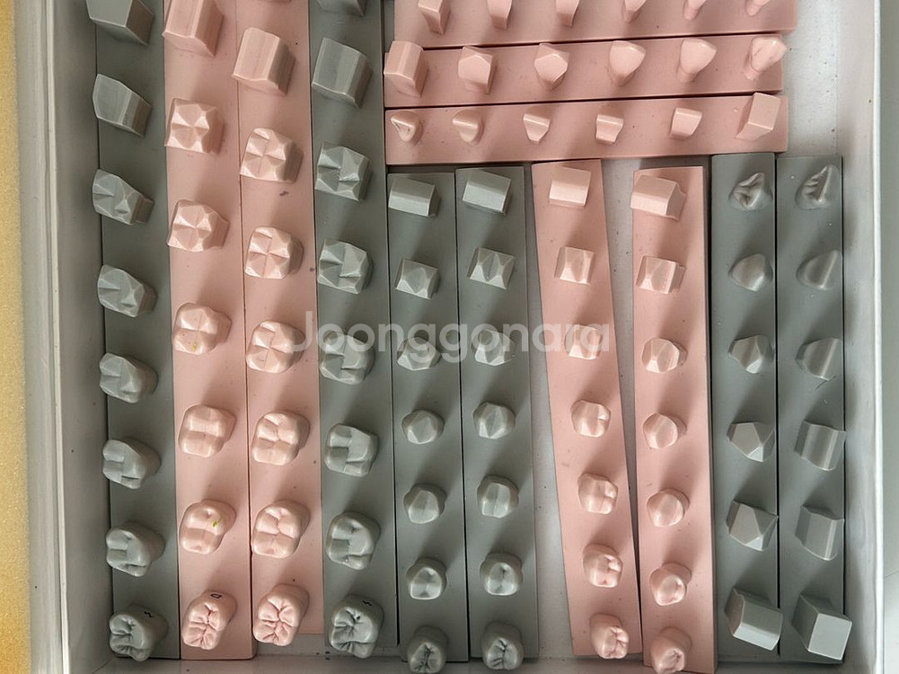 치아 조각용 단계 모형 (치기공)--1