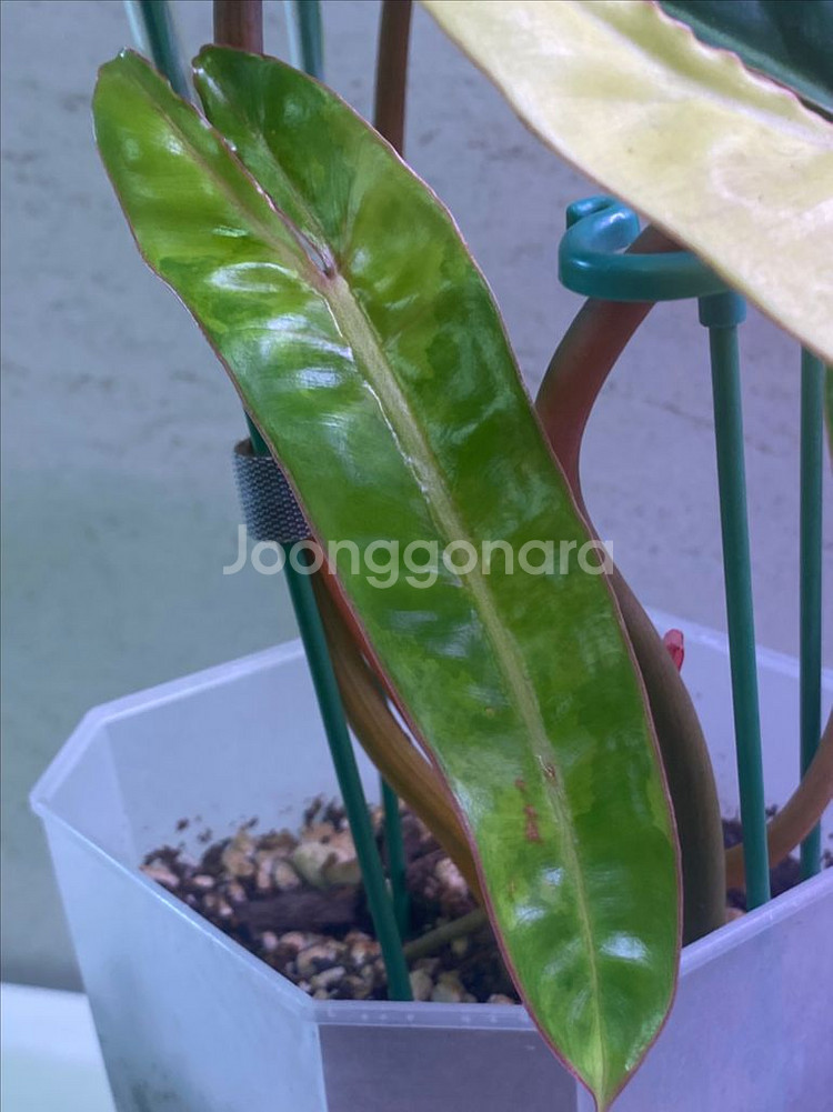 필로덴드론 빌리에티에 바리에가타(조배x)--5