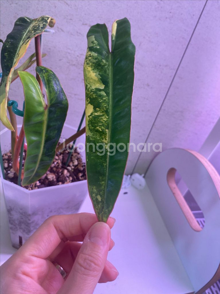 필로덴드론 빌리에티에 바리에가타(조배x)--2