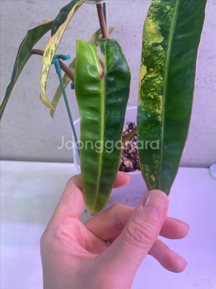 필로덴드론 빌리에티에 바리에가타(조배x)--4