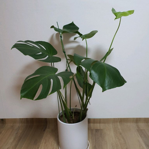 싱그러운 몬스테라 화분