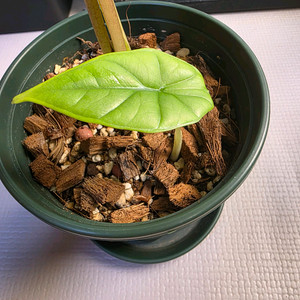 알로카시아 비스마