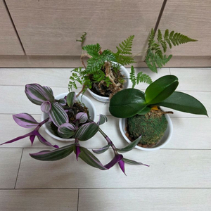 이끼볼3종 일괄_호접란.후마타.삼색달개비
