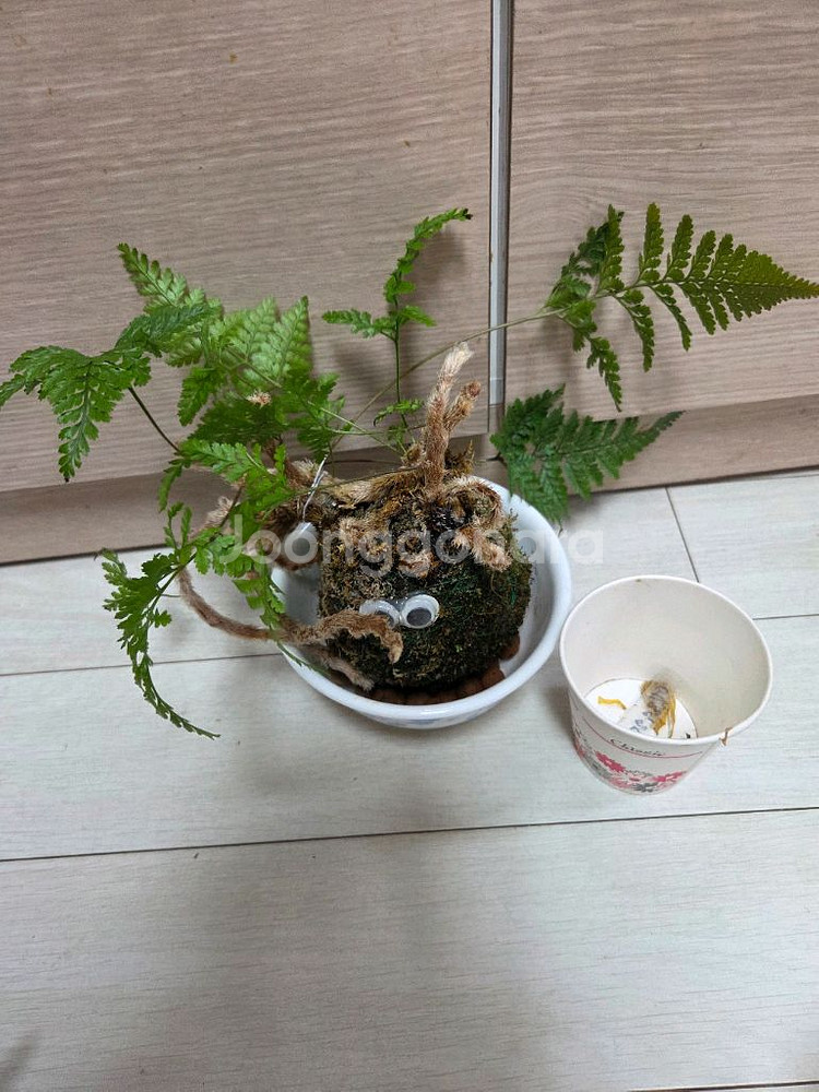 이끼볼3종 일괄_호접란.후마타.삼색달개비--3