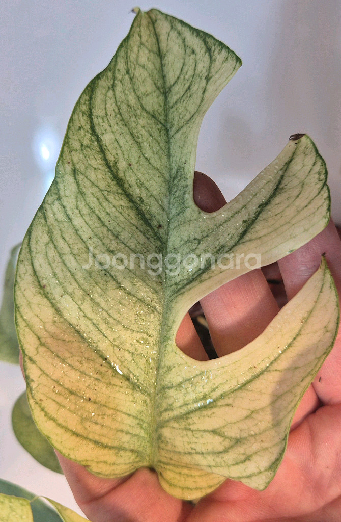 화이트풀민트 히메몬스테라 무천이8장--5
