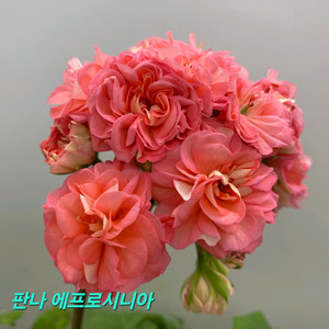판나 에프로시니아 ㅡ러시아제라늄