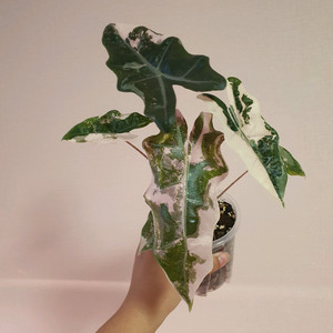 대품 알로카시아 푸세이도 산데리아나 핑크 바리에가타