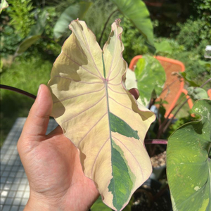 콜로카시아 핑크사파이어 (핑크피치X, 알로카시아X)