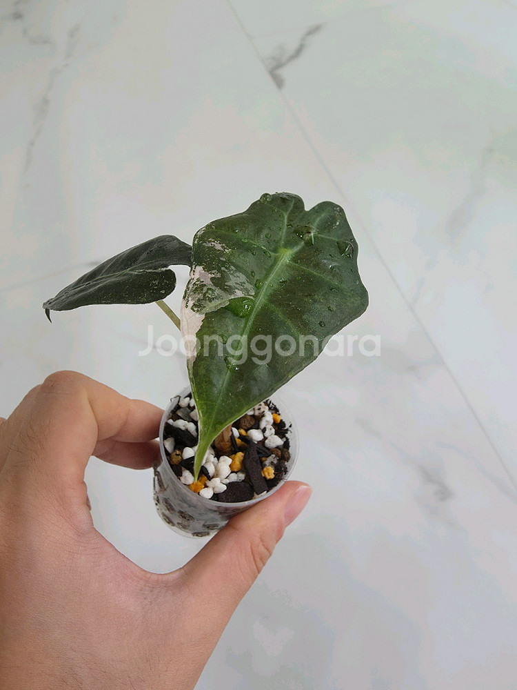 알로카시아 아마조니카 바리에가타 (거북바리 화핑)--0