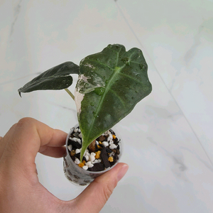 알로카시아 아마조니카 바리에가타 (거북바리 화핑)