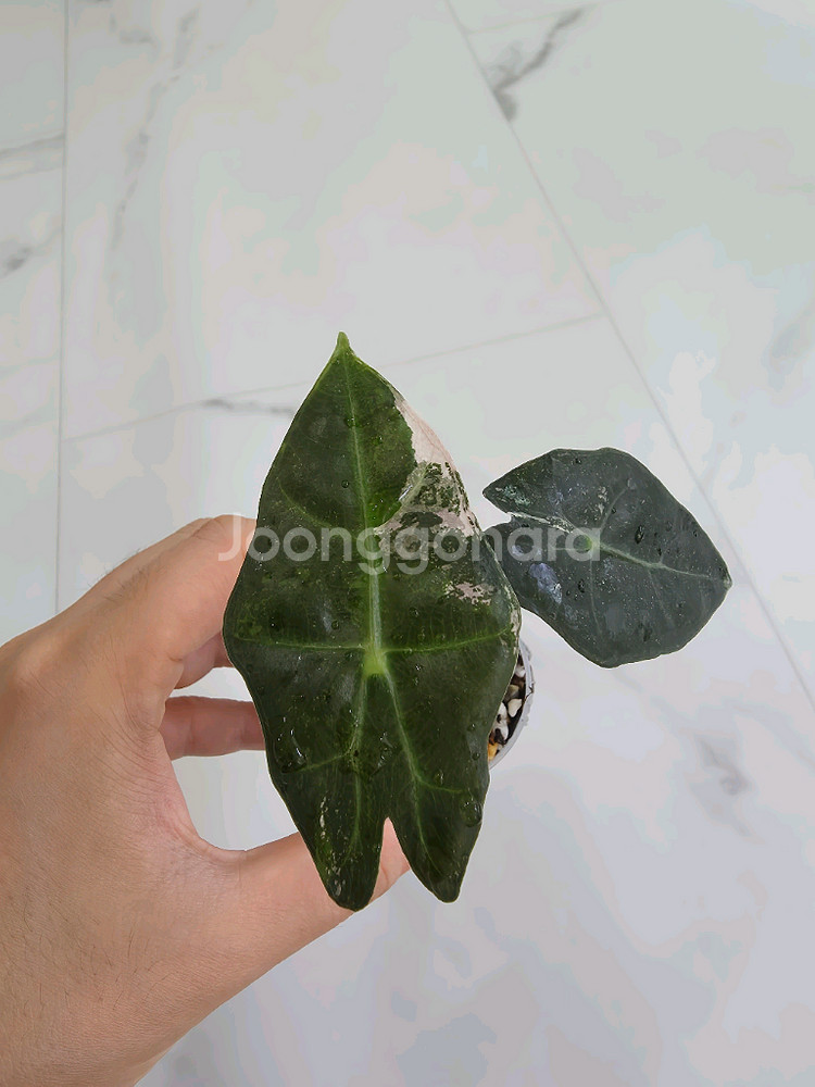 알로카시아 아마조니카 바리에가타 (거북바리 화핑)--1