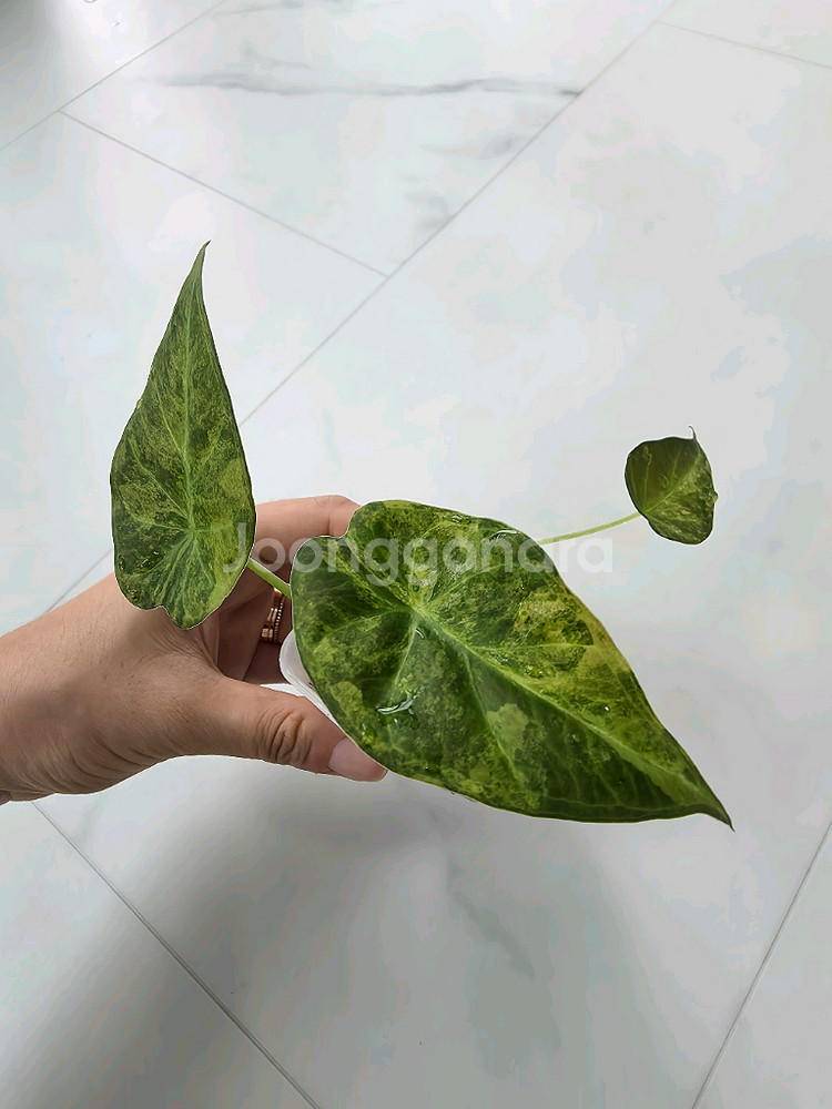 알로카시아 리갈쉴즈바리에가타(알로카시아레갈쉴즈바리에가타--1