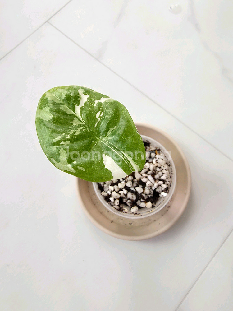알로카시아 포니카타 바리에가타(포니가타 바리에가타)--0