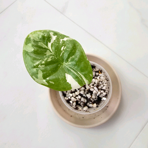 알로카시아 포니카타 바리에가타(포니가타 바리에가타)