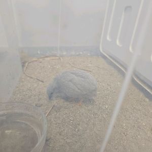 미니메추리 수컷 두마리