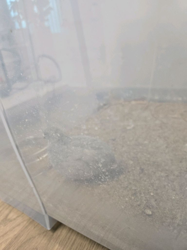 미니메추리 수컷 두마리 이미지