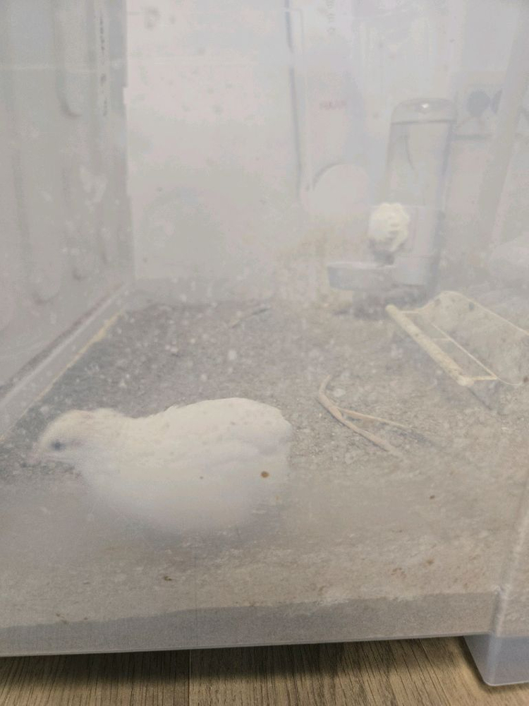 미니메추리 수컷 두마리 이미지