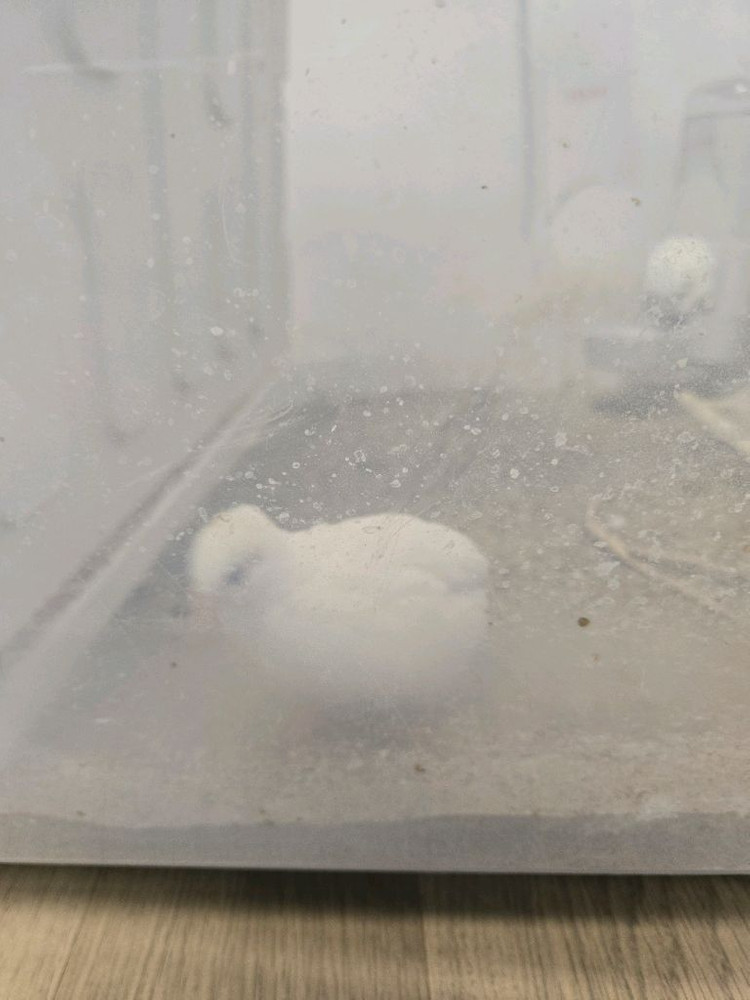 미니메추리 수컷 두마리 이미지