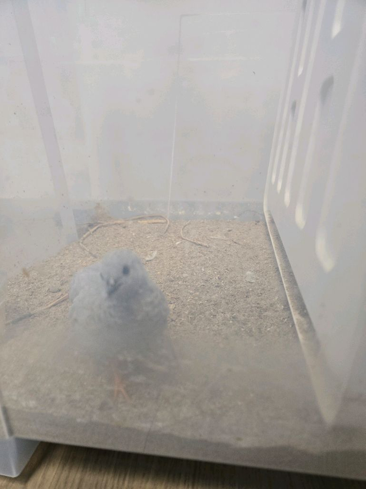 미니메추리 수컷 두마리 이미지