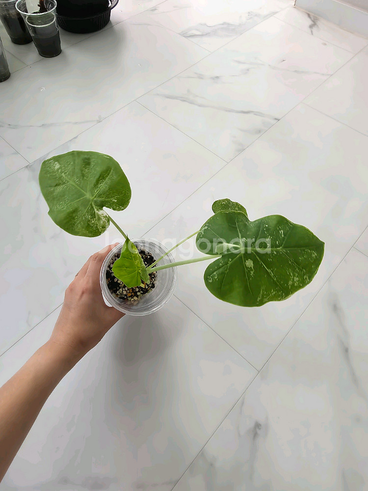 콜로카시아 기간테아 와규 바리에가타--2