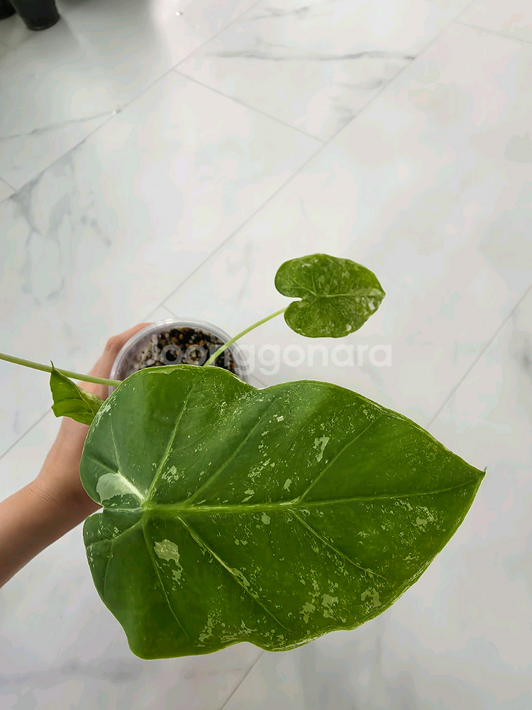 콜로카시아 기간테아 와규 바리에가타--0