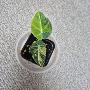 알로카시아 블랙벨벳 골드 블랙벨벳 옐로 바리에가타