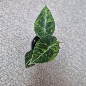 알로카시아 블랙벨벳 골드 옐로 바리에가타