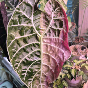 알로카시아 왓소니아 글로시 핑크 바리에가타