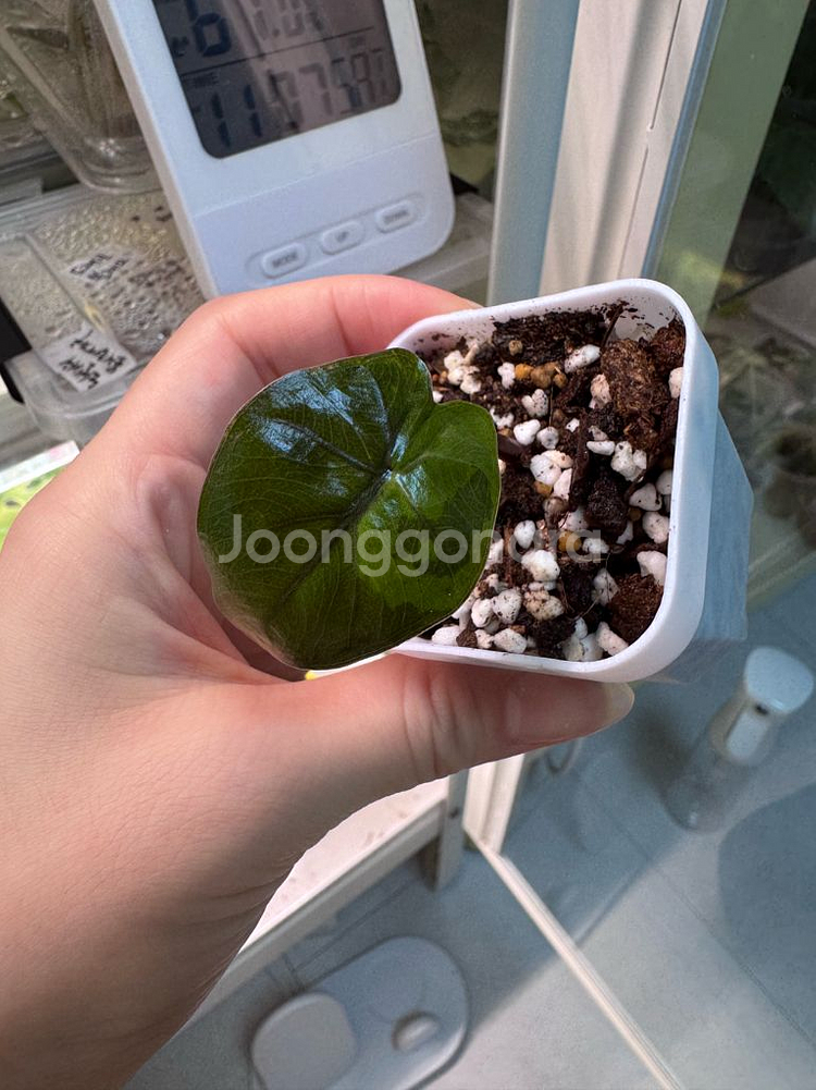 알로카시아 플럼배 바리에가타--0