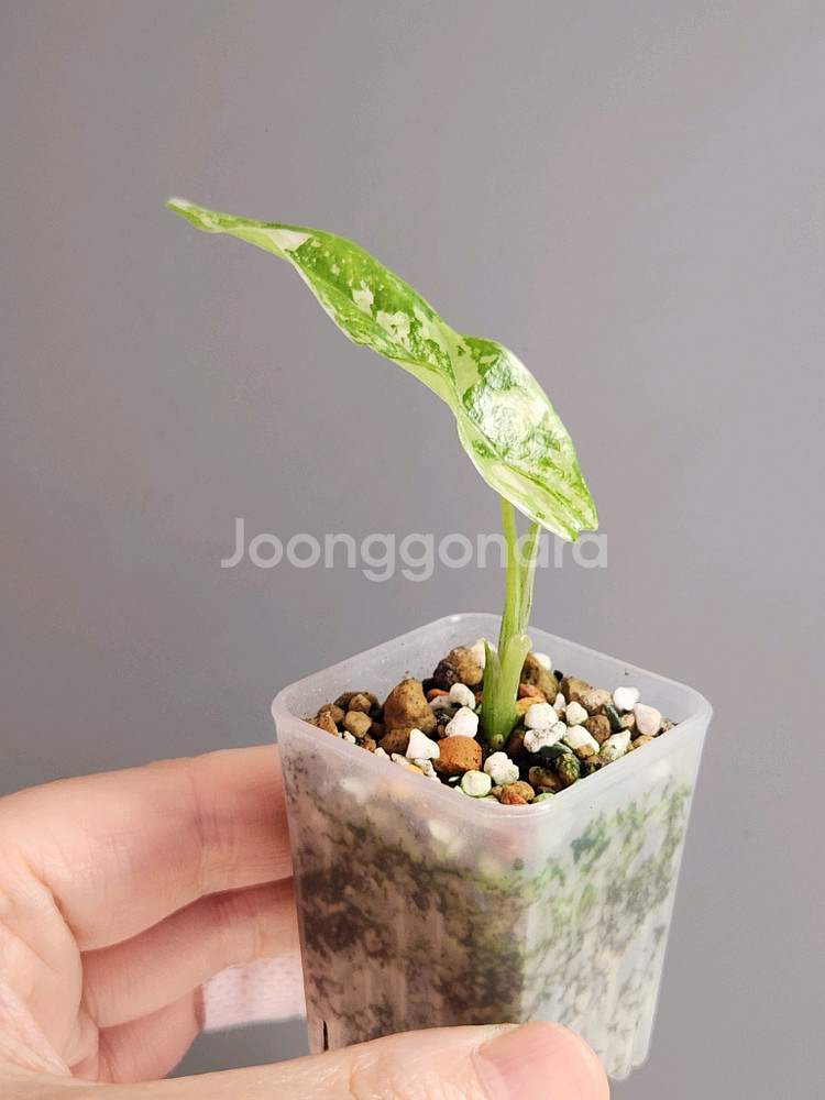 알로카시아 심포 화이트 알보 바리에가타--3