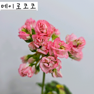 메이로코코 제라늄