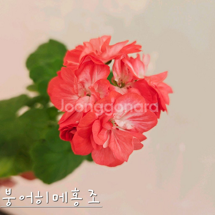 붕어히메홍조 제라늄--0