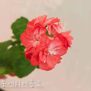 붕어히메홍조 제라늄