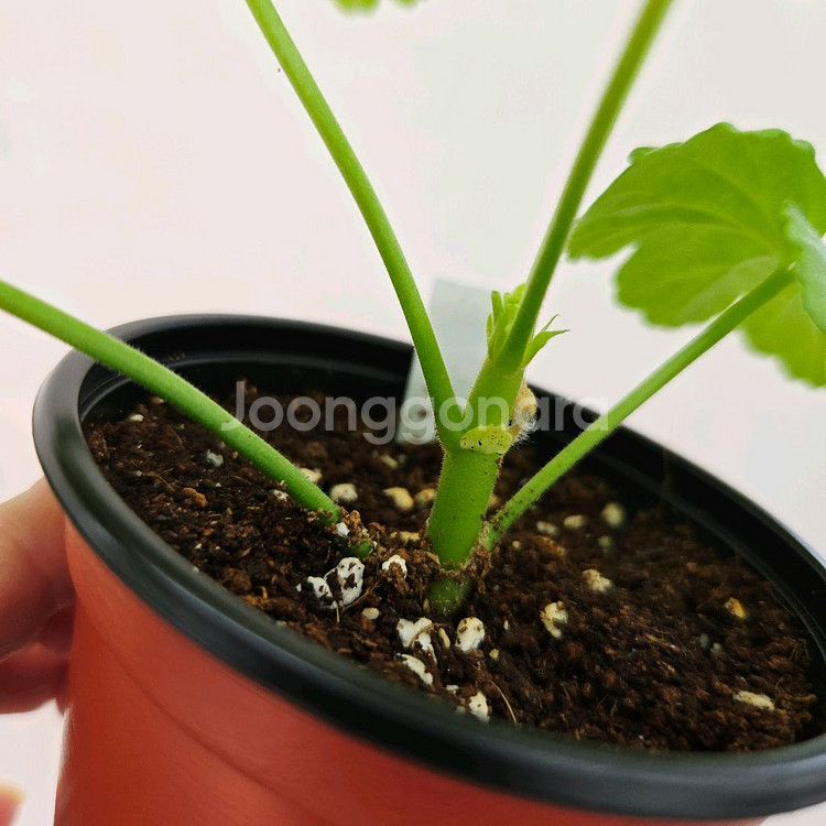 붕어히메홍조 제라늄--3