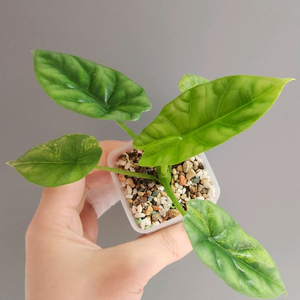 알로카시아 시누아타 옐로우 바리에가타