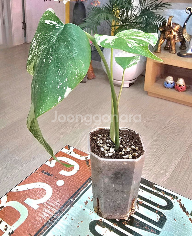 몬스테라알보 (탑)--0