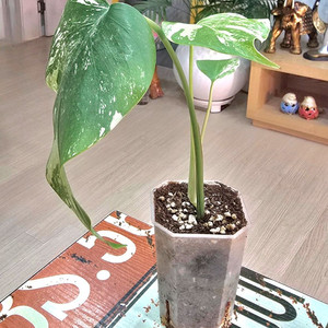 몬스테라알보 (탑)