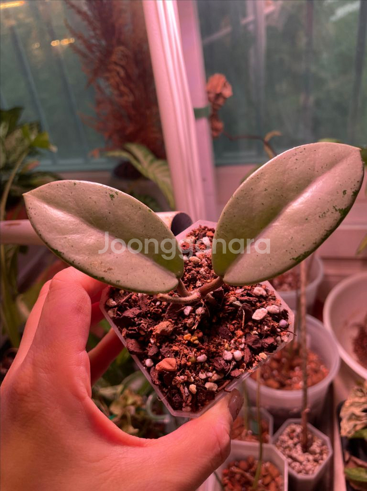 호야 윌버 그레이브 풀실버--0