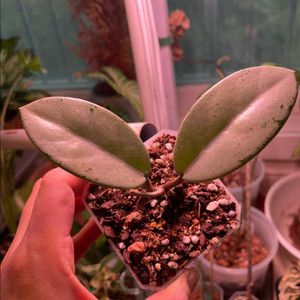 호야 윌버 그레이브 풀실버