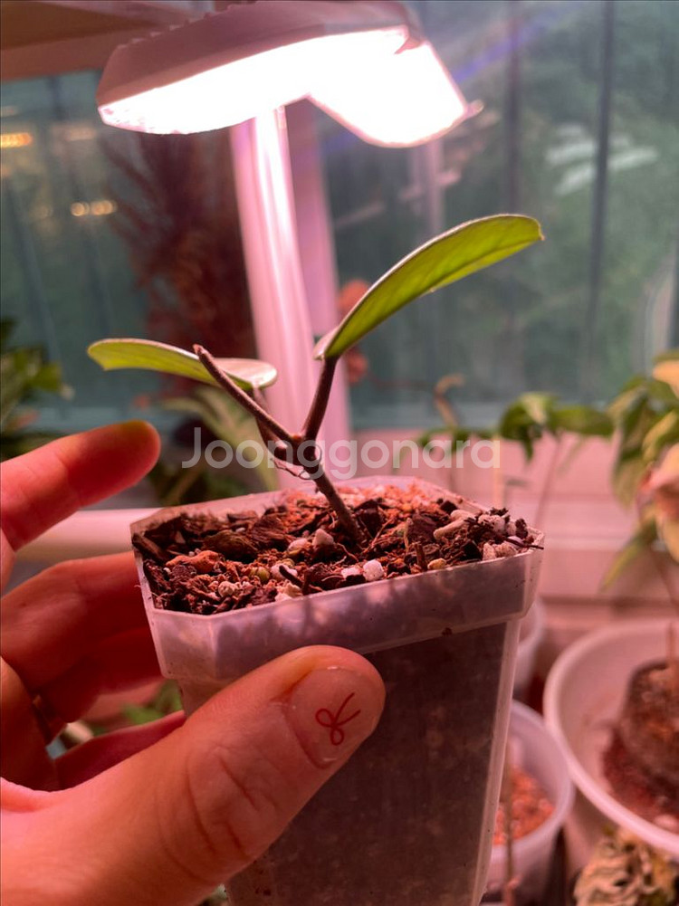 호야 윌버 그레이브 풀실버--1