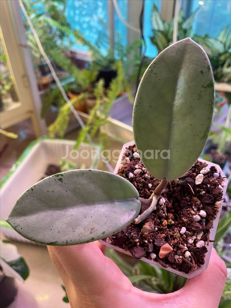 호야 윌버 그레이브 풀실버--2