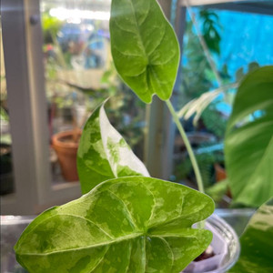 알로카시아 아큐미나타 바리에가타